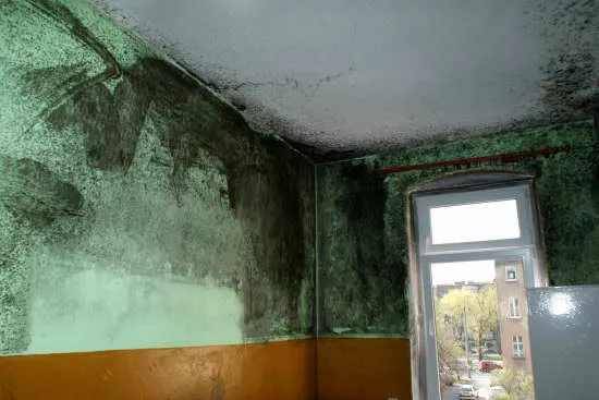Ściana mieszkania porażona przez grzyby pleśniowe - masz taki problem zadzwoń 880 722 589